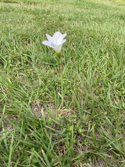 Zephyranthes robusta