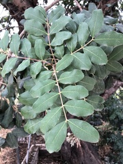 Ceratonia siliqua