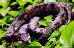 Aplopeltura boa