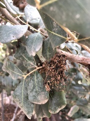 Ceratonia siliqua