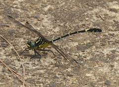 Austrogomphus amphiclitus