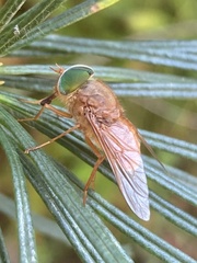 Tabanini