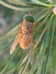 Tabanini