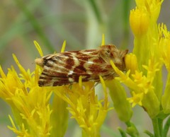 Pseudanthoecia tumida