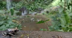 Leptobrachium hasseltii