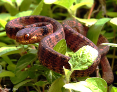Pareas carinatus