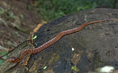 Pareas carinatus