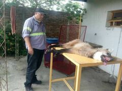 Chrysocyon brachyurus