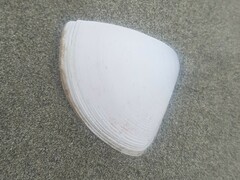 Crassula aequilatera