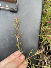 Haloragis heterophylla