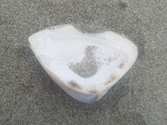 Crassula aequilatera