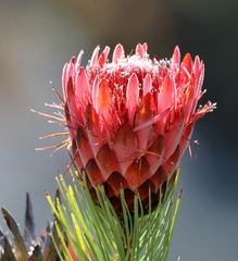 Protea aristata
