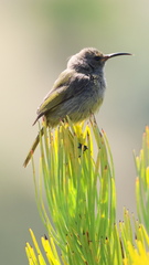 Anthobaphes violacea