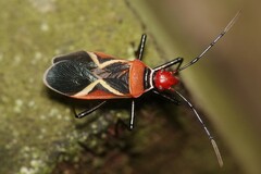 Dysdercus decussatus