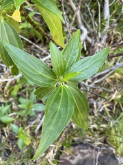 Strobilanthes hamiltoniana
