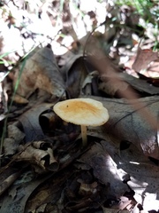 Marasmius strictipes