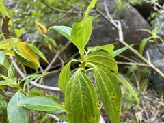 Strobilanthes hamiltoniana