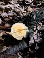Marasmius strictipes