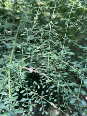 Prostanthera violacea