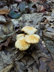 Marasmius strictipes