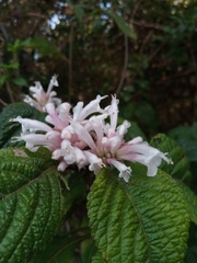 Achyrospermum fruticosum