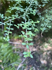 Prostanthera violacea