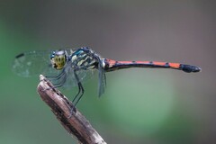 Agrionoptera insignis