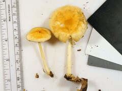 Marasmius strictipes