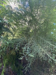 Prostanthera violacea