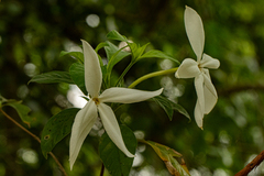 Image of Leptactina delagoensis