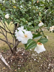 Camellia sinensis