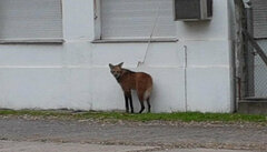 Chrysocyon brachyurus