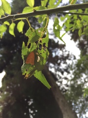 Stigmatophora flava leacrita