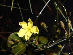 Ornduffia reniformis