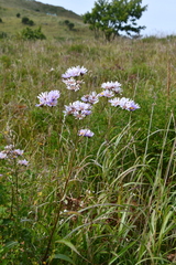 Aster tataricus