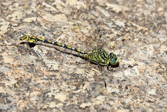 Ceratogomphus pictus