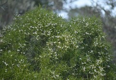 Eremophila mitchellii