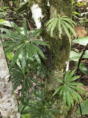 Anthurium polyschistum