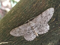 Hypomecis punctinalis conferenda