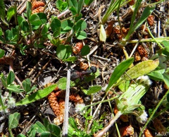 Camponotus cruentatus