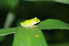 Zhangixalus prasinatus