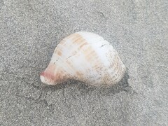 Austrofusus glans