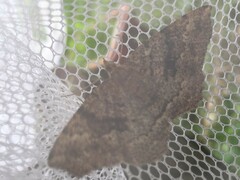 Xerodes rufescentaria