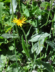 Senecio doronicum