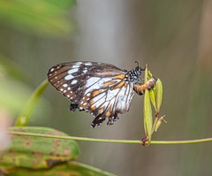Danaus affinis