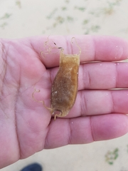 Scyliorhinus canicula