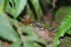 Sphenomorphus indicus