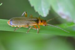 Metacantharis discoidea