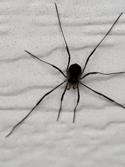 Phalangioidea