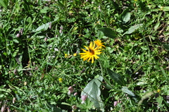 Senecio doronicum